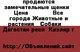 продаются замечательные щенки › Цена ­ 10 000 - Все города Животные и растения » Собаки   . Дагестан респ.,Кизляр г.